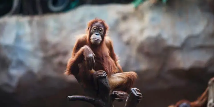 Are These Animals Going Extinct?