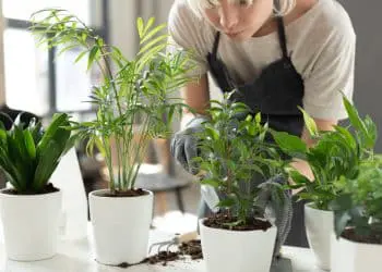 5 of The Easiest Houseplants To Keep Alive (Even For Absolute Beginners)