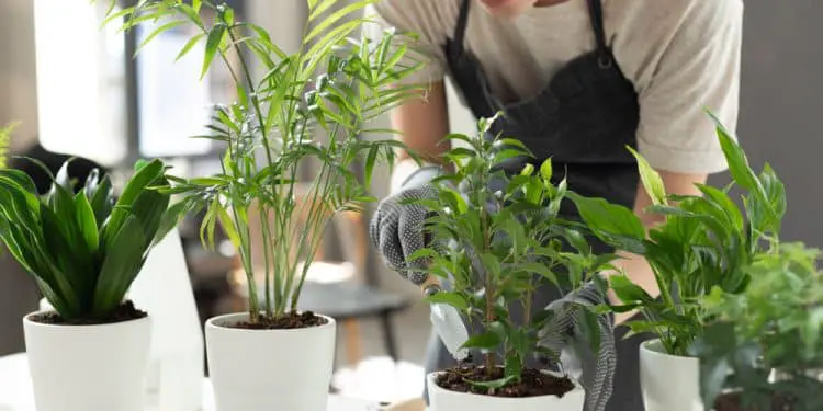 5 of The Easiest Houseplants To Keep Alive (Even For Absolute Beginners)