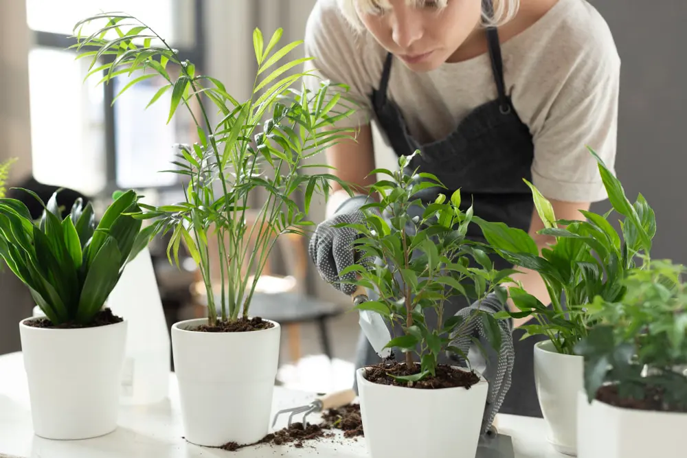 Image of woman potting indoor plants and connecting with nature