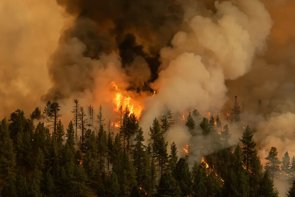 Image of forest fires: Don't look up is a direct allegory for climate change