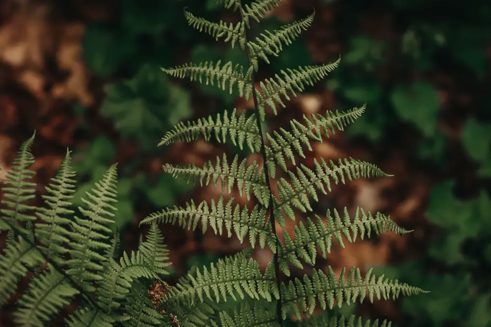 Image of plants outdoors with earthy colour palette