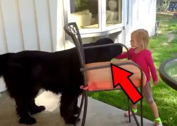 Girl (5) Pets Dog In Her Backyard – Pay Close Attention To His Reaction