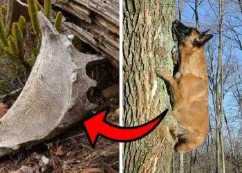 Dog Keeps Climbing the Same Tree – Then Something Falls Out and They Understand Why