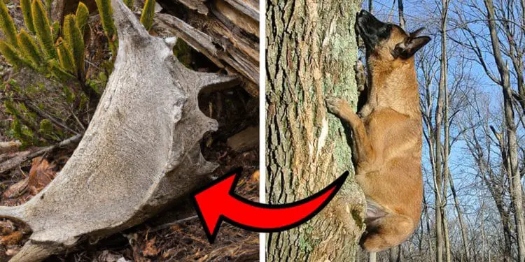 Dog Keeps Climbing the Same Tree – Then Something Falls Out and They Understand Why
