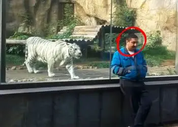 Tiger Sees Caretaker After 5 Years – Pay Close Attention to His Reaction!