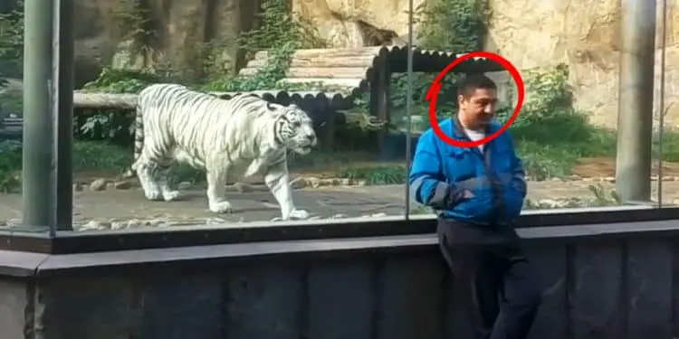 Tiger Sees Caretaker After 5 Years – Pay Close Attention to His Reaction!