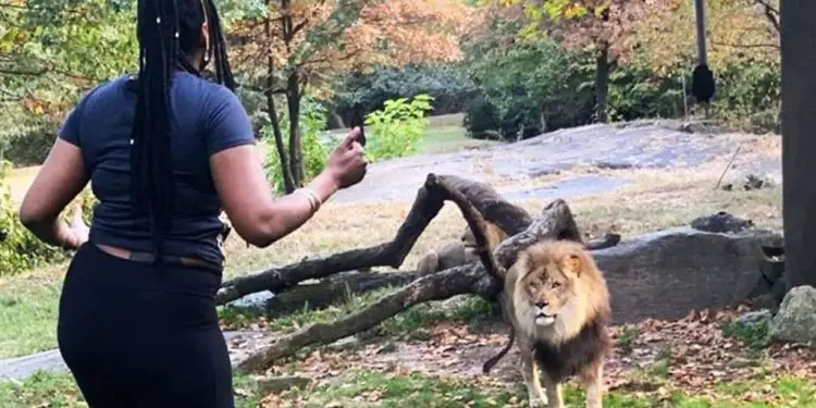 Löwe sieht Pfleger nach 8 Jahren wieder – Achten Sie genau auf seine Reaktion!