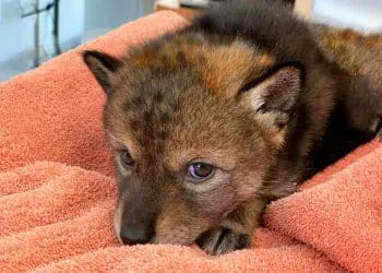 Family Adopts Puppy, But The Vet Immediately Calls The Police When He Sees Him