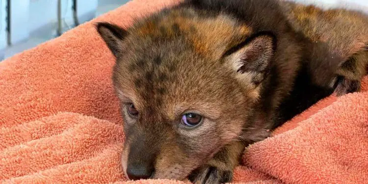 Family Adopts Puppy, But The Vet Immediately Calls The Police When He Sees Him