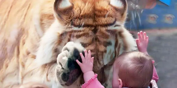 Tiger verbeugt sich immer, wenn er dieses Kind sieht – dann entdecken sie den traurigen Grund dafür!