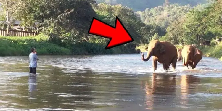 Elephant Keeps Following Man, But He Is Shocked When He Sees Why