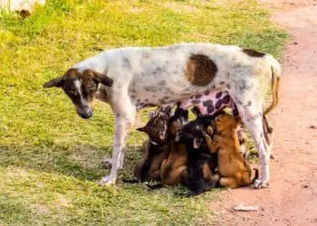 Woman Sees Stray Dog Feeding Puppies – What She Then Suddenly Sees Gives Her Goosebumps