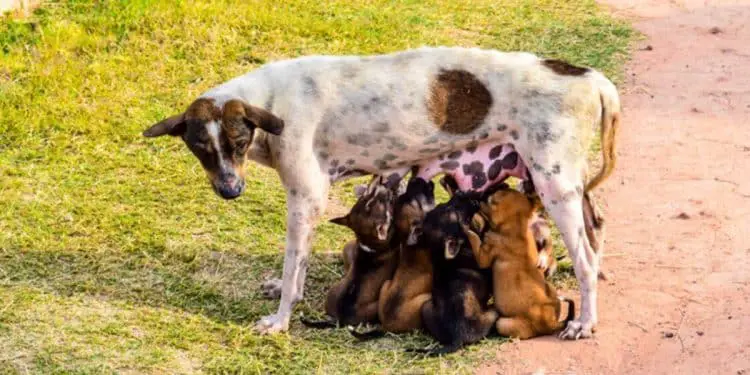 Woman Sees Stray Dog Feeding Puppies – What She Then Suddenly Sees Gives Her Goosebumps