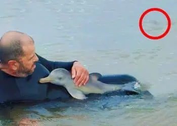 Man Saves Baby Dolphin, But Does Not See What Happens Behind Him