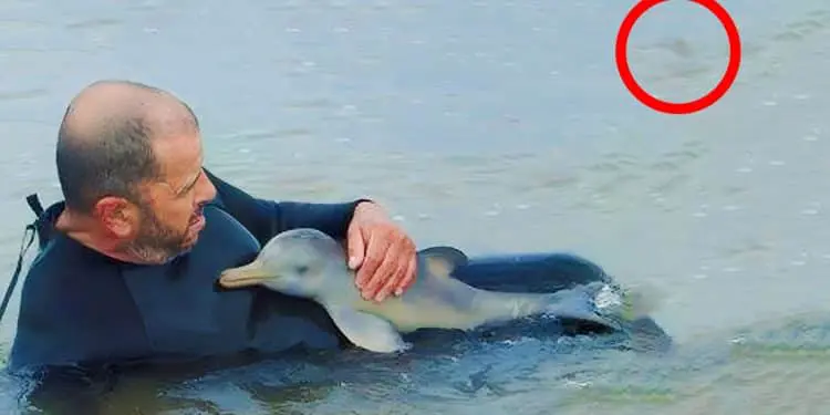 Man Saves Baby Dolphin, But Does Not See What Happens Behind Him