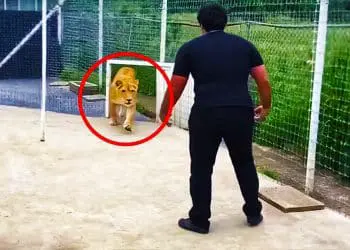 Lion Sees Caretaker After 7 Years – Pay Close Attention To His Reaction