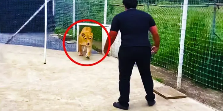 Lion Sees Caretaker After 7 Years – Pay Close Attention To His Reaction