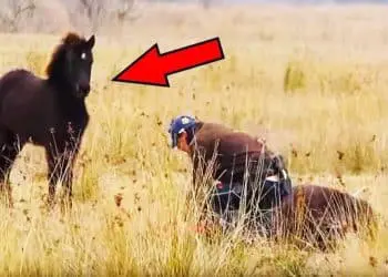 Man Rescues Foal In The Wild – Pay Close Attention To The Mother’s Reaction!