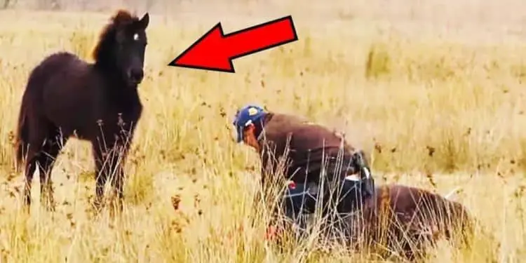 Man Rescues Foal In The Wild – Pay Close Attention To The Mother’s Reaction!