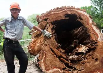 Boy (14) Cuts Down Old Tree – You Won’t Believe What He Found In The Trunk!