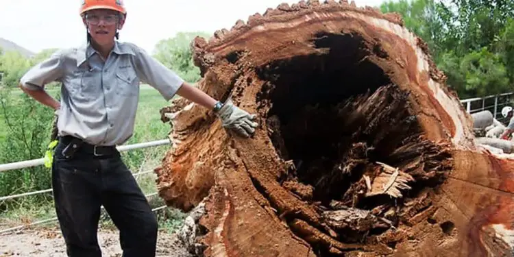 Boy (14) Cuts Down Old Tree – You Won’t Believe What He Found In The Trunk!