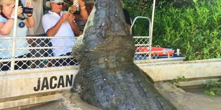 Crocodile Surprises Tourists, But Then They Discover The Sad Reason