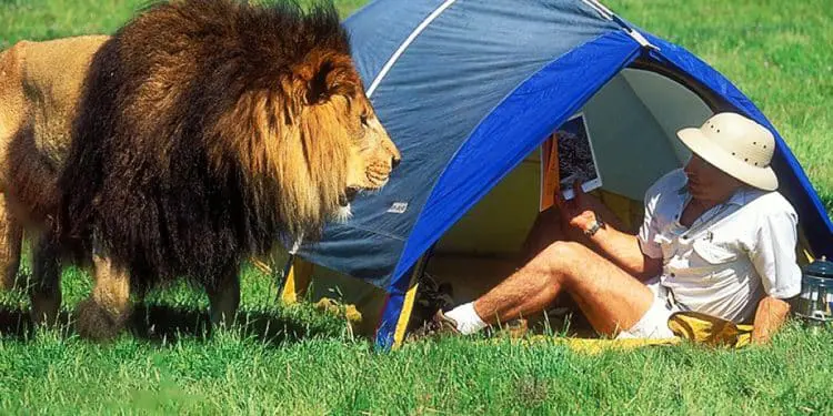 Man Gets Surprised By Lion – What Happens Next Is Incredible!