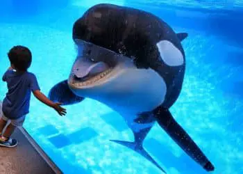 Orca Keeps Following Kid – Pay Close Attention to What the Animal Does Next!
