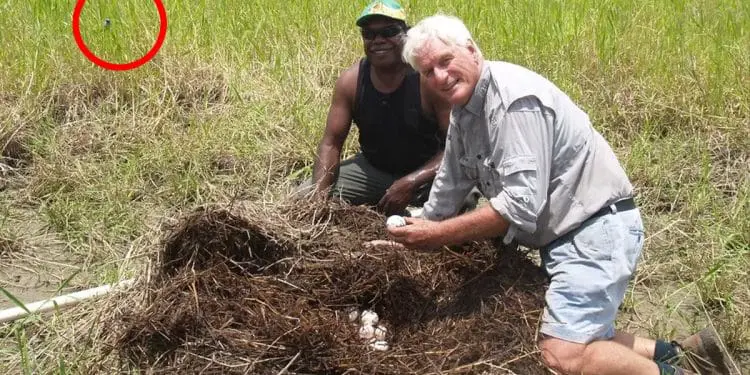 Man Stumbles Upon Mysterious Nest – What Happens Next Made Him Run For His Life