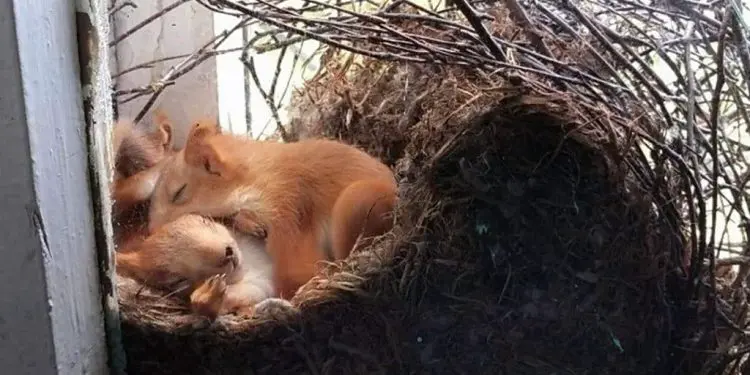 Woman Discovers Squirrels in Window – When She Looks Closer She Immediately Calls the Police!