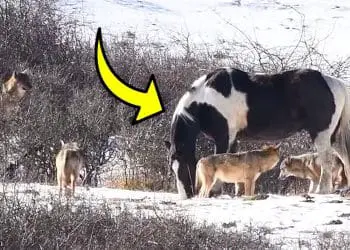 Man Discovers Lost Horse Surrounded by Wolves, Can’t Believe What Happens Next