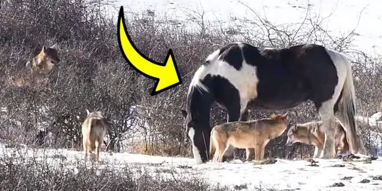 Man Discovers Lost Horse Surrounded by Wolves, Can’t Believe What Happens Next