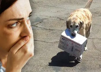 Woman Calls Police When She Sees This Dog – Bursts into Tears When She Sees the Contents