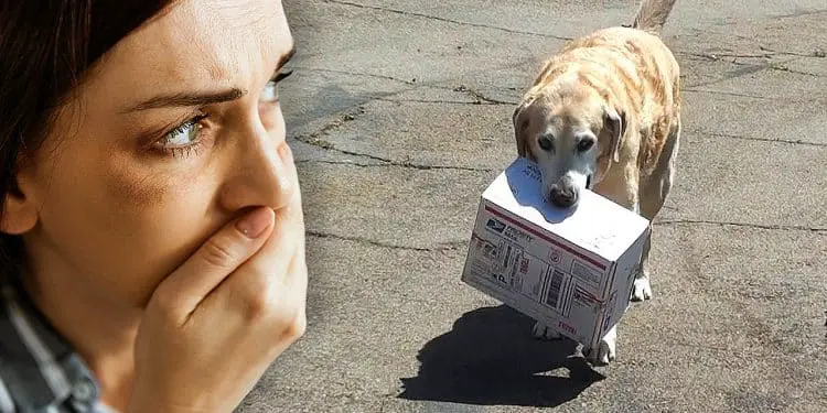 Woman Calls Police When She Sees This Dog – Bursts into Tears When She Sees the Contents