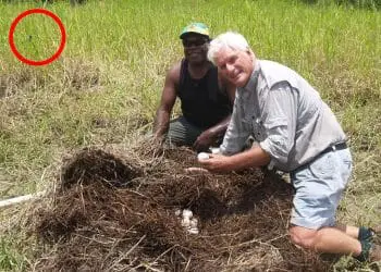 Man Finds Curious Nest – If This Hadn’t Been Filmed, No One Would Have Believed It
