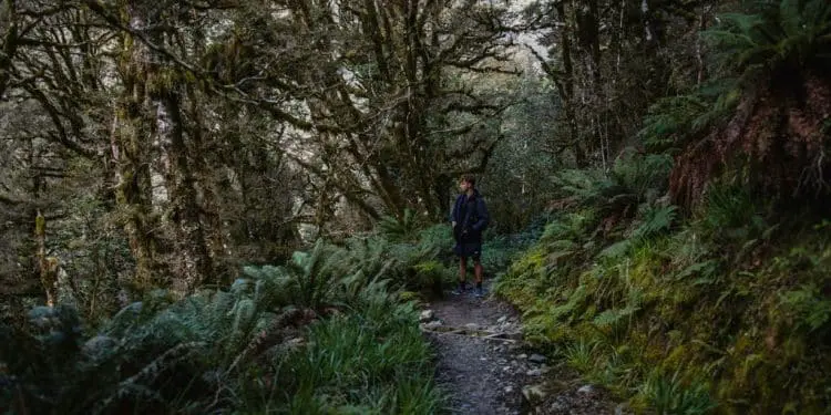 man standing on pathway under trees