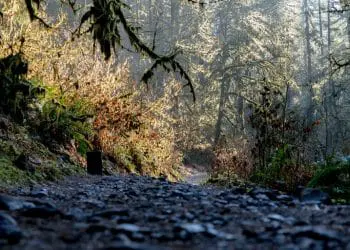 low angle photography of gravel road between green leafed trees