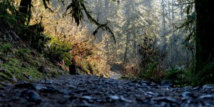 low angle photography of gravel road between green leafed trees