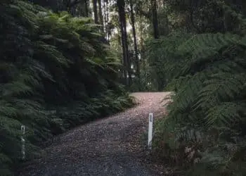 green trees on brown soil
