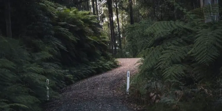 green trees on brown soil