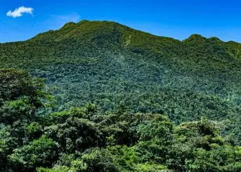 a lush green forest filled with lots of trees