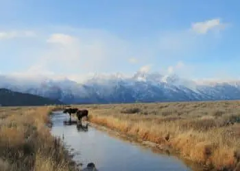 a man taking a picture of a herd of cattle